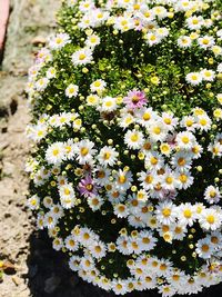 Close-up of flowers blooming outdoors