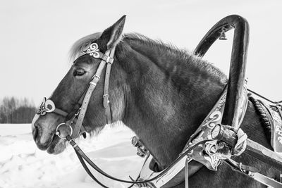 Close-up of horse