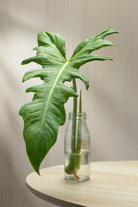 leaf
