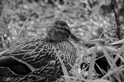 Close-up of bird perching on plant in field