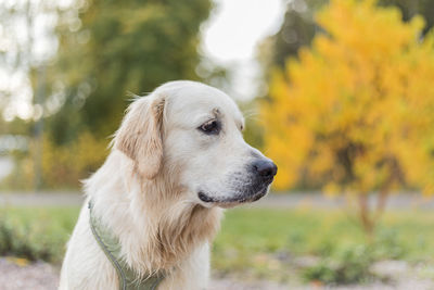 Portrait of golden retriever pale young dog is sitting on the grass in the forest, autumn season