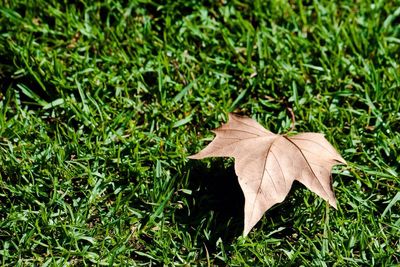 Plant growing on grassy field