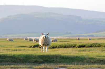 Sheep standing in a field