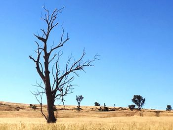 Bare tree on landscape against clear blue sky