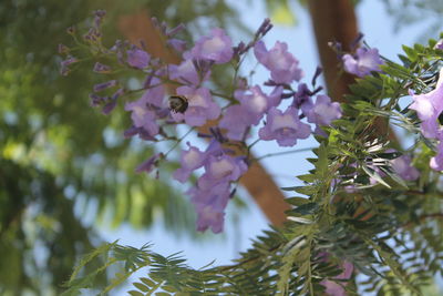 Close-up of bee on flower tree