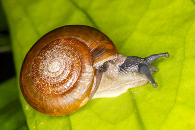 Close-up of snail
