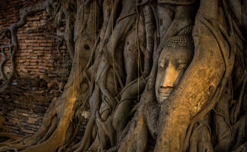 Close-up of tree trunk