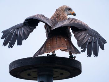 Low angle view of eagle flying against sky