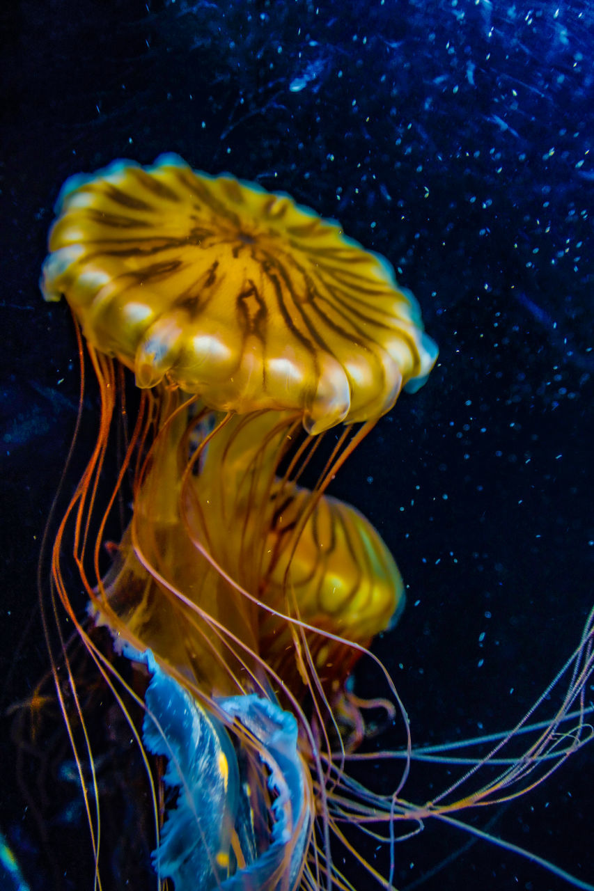 CLOSE-UP OF YELLOW UNDERWATER IN SEA