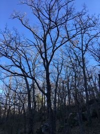 Low angle view of bare trees against clear blue sky