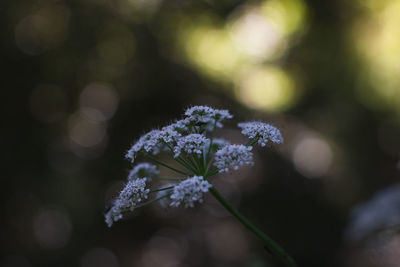 Close-up of white flowering plant