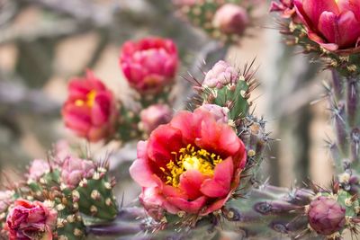 Close-up of pink flowers