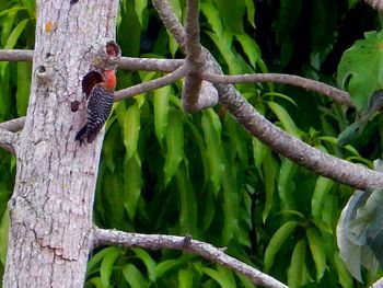 Close-up of bird perching on tree