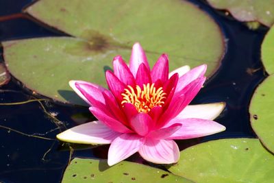 Close-up of lotus water lily in pond