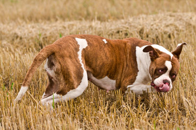 View of a dog on field