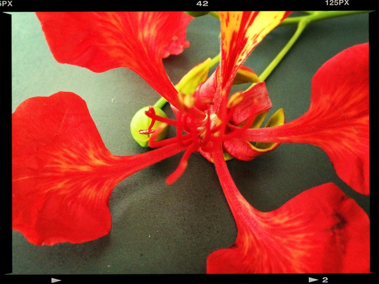 transfer print, red, auto post production filter, flower, petal, flower head, freshness, fragility, growth, beauty in nature, close-up, nature, plant, blooming, vibrant color, stamen, day, single flower, pollen, no people