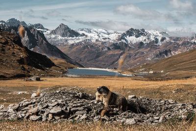 View of groundhog on snow covered landscape in autumn