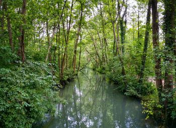 Scenic view of forest