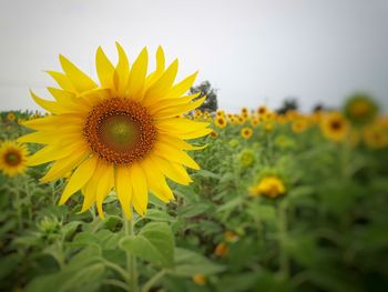 Close-up of sunflower on field against sky