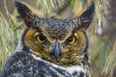 Close-up portrait of owl