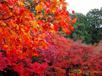 Autumn trees against sky