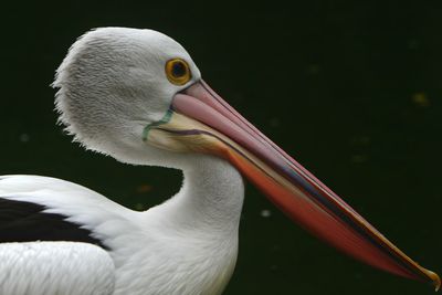 Close-up of pelican