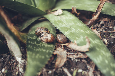 High angle view of shells on leaves