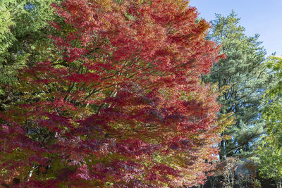 Close-up of autumn tree