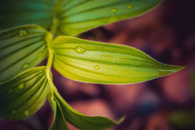 Close-up of wet leaves