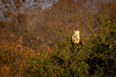 High angle view of bird on land