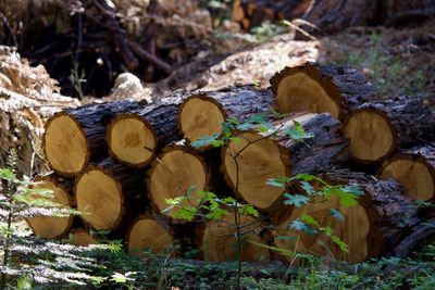 Stack of logs in forest