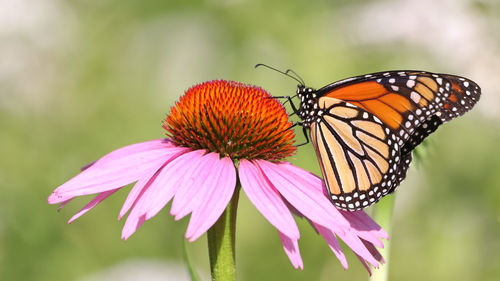 Close-up of butterfly pollinating on pink flower