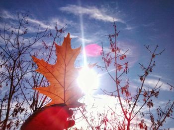 Low angle view of trees against sky