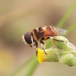 Close-up of bee pollinating on flower