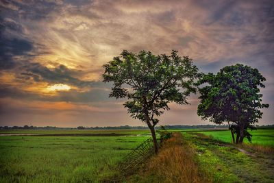 Tree on field against sky during sunset