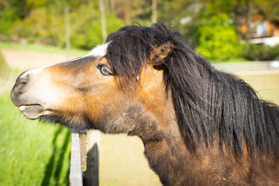 Close-up of a horse