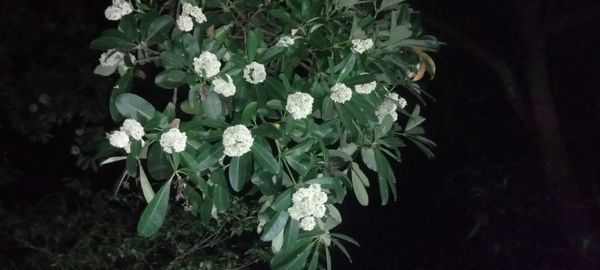 plant