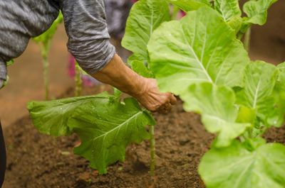 Midsection of man picking vegetables at farm