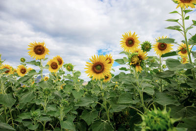 Close-up of sunflower against sky