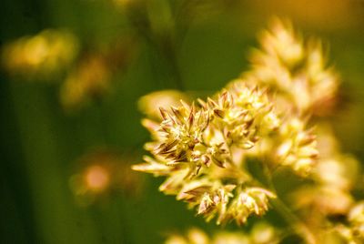 Close-up of yellow flowers on plant