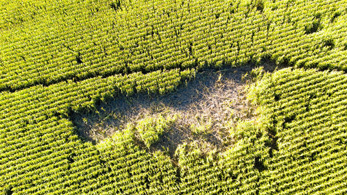 High angle view of corn field