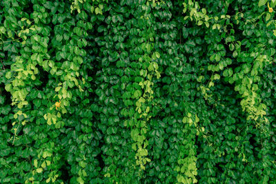 Green vine eco wall. green creeping plant with wet leaves climbing on wall. green leaves texture 