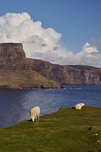 View of sheep by lake against sky