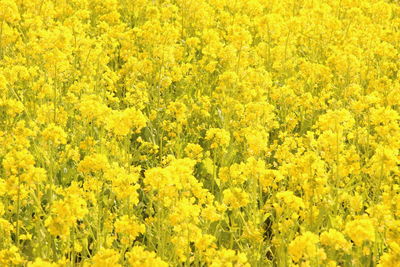 Full frame shot of yellow flowers blooming in field