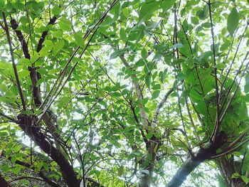 Low angle view of trees