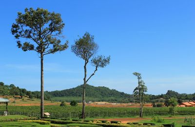 Trees on field against clear blue sky