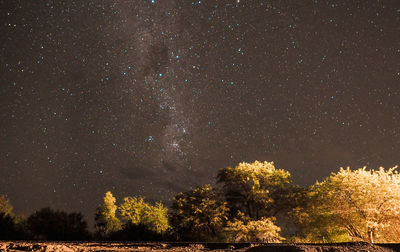 Low angle view of trees against sky at night