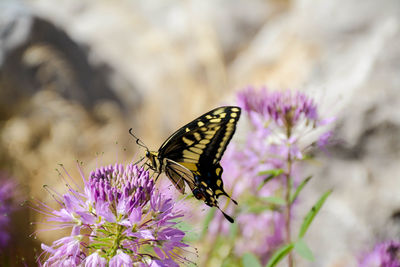 Close-up of butterfly pollinating on purple flower