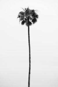 Low angle view of coconut palm tree against clear sky