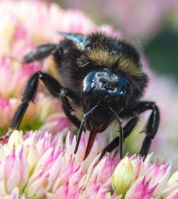 Close-up of bee pollinating on purple flower